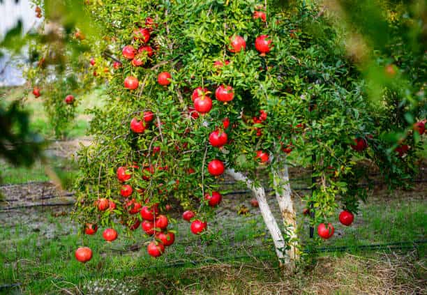 تصویر 3 از انار فشرده ممتاز با اسیدیته متعادل خاص